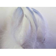 Poultry Feather